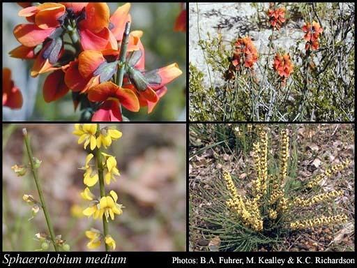 Sphaerolobium Sphaerolobium medium RBr FloraBase Flora of Western Australia