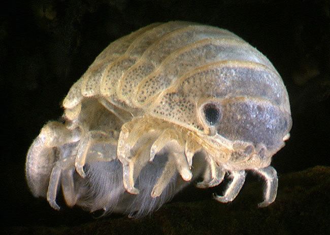 Sphaeromatidae Estuarine isopods Isopods Landcare Research