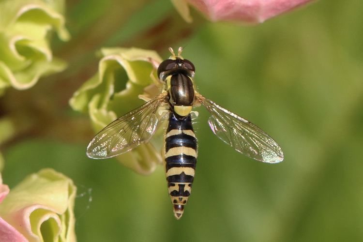 Sphaerophoria scripta FileLong hoverfly Sphaerophoria scripta femalejpg Wikimedia