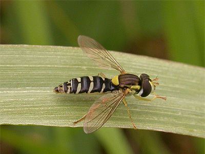 Sphaerophoria scripta Sphaerophoria scripta