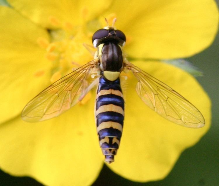 Sphaerophoria scripta Long Hoverfly Sphaerophoria scripta NatureSpot