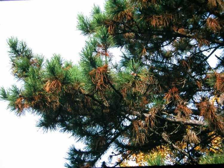 Sphaeropsis blight Sphaeropsis tip blight of pines