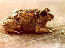 Sphaerotheca (frog) httpsuploadwikimediaorgwikipediacommonsthu