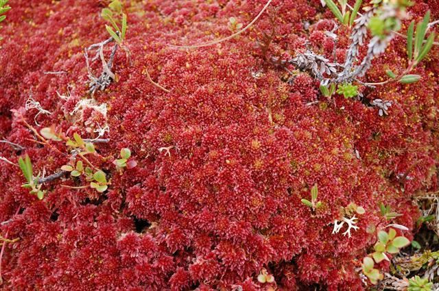 Sphagnum capillifolium Sphagnum capillifolium Biopix photoimage 73708