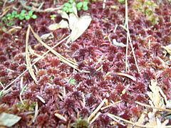 Sphagnum capillifolium httpsuploadwikimediaorgwikipediacommonsthu