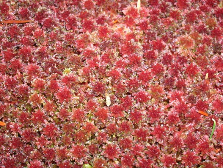 Sphagnum capillifolium Sphagnum capillifolium Introduction to Bryophytes