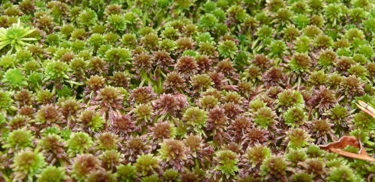 Sphagnum capillifolium Sphagnum capillifolium Wikiwand