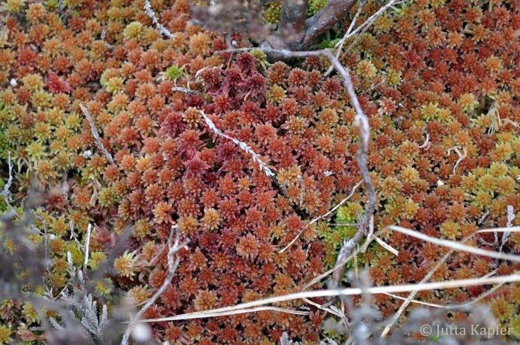 Sphagnum capillifolium Bryophytes of Central and Northern Europe Sphagnum capillifolium