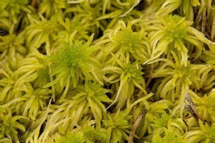 Sphagnum fimbriatum mossSphagnum fimbriatum Ohio Moss and Lichen Association