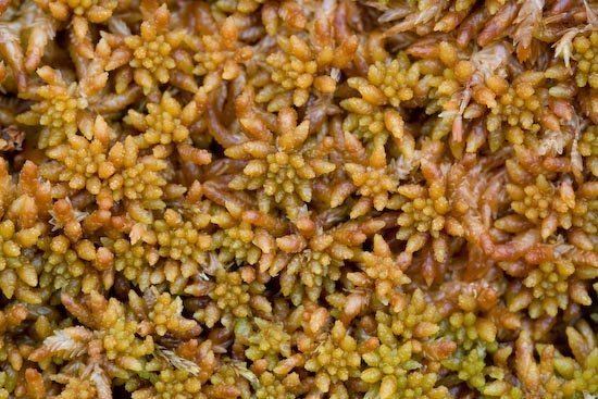 Sphagnum fuscum SitkaNature 1000 Species Project Species 3 Rusty Peat Moss