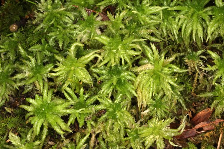 Sphagnum palustre Sphagnum palustre Flora of Northeastern US and Adjacent Canada