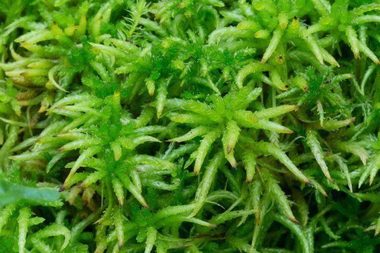 Sphagnum palustre mossSphagnum palustre Ohio Moss and Lichen Association