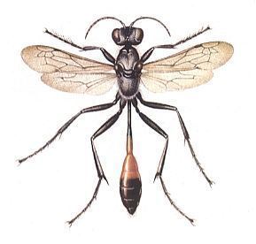 Sphecidae nomos LIII