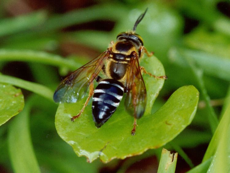 Sphecidae Florida Nature Unidentified Sphecidae hunter wasps digger wasps
