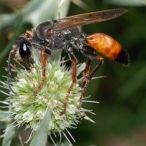 Sphecinae httpsuploadwikimediaorgwikipediacommonsthu