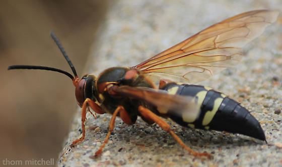 A Sphecius speciosus with brownish wings and black abdominal (rear) segments that are marked with light yellow stripes