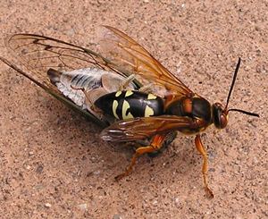 Sphecius speciosus or the cicada killer with brownish wings black abdominal (rear) segments that are marked with light yellow stripes