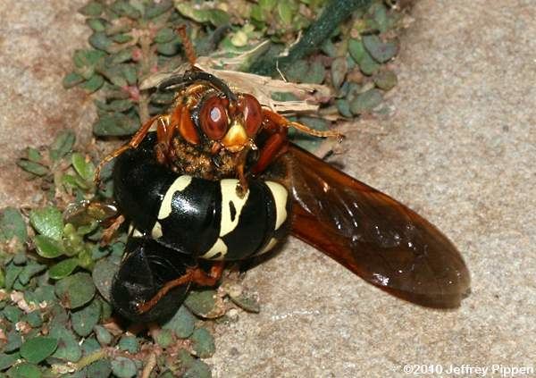 Very large wasps live in the ground and attack cicadas, using them to feed their young