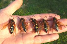 Five female eastern cicada killers, Sphecius speciosus on a human hand