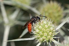 Sphecodes albilabris httpsuploadwikimediaorgwikipediacommonsthu