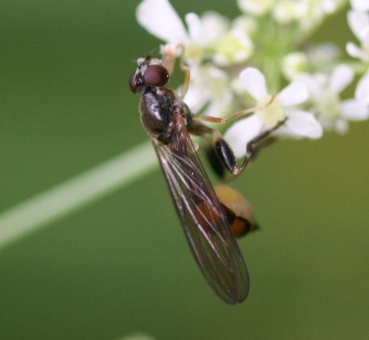 Sphegina elegans