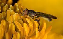 Sphegina montana uploadwikimediaorgwikipediacommonsthumb775