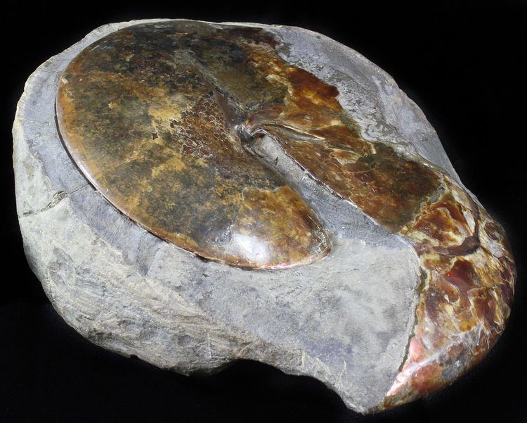 Sphenodiscus Large Red Iridescent Sphenodiscus Ammonite 103quot For Sale 6100