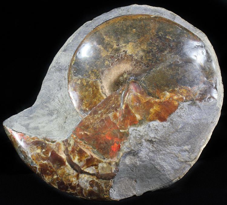 Sphenodiscus Large Red Iridescent Sphenodiscus Ammonite 103quot For Sale 6100