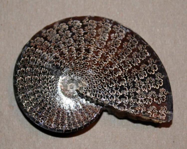 Sphenodiscus Louisville Fossils and Beyond Sphenodiscus lenticularis Ammonite