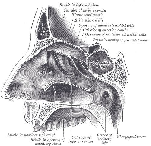 Sphenoidal sinus