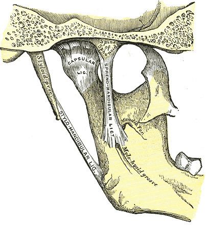 Sphenomandibular ligament