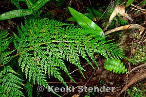 Sphenomeris chinensis Lace Fern Pala39a Sphenomeris chinensis