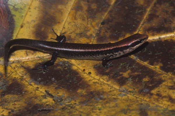 Sphenomorphus Wild Herps Striped Litter Skink Sphenomorphus cherriei