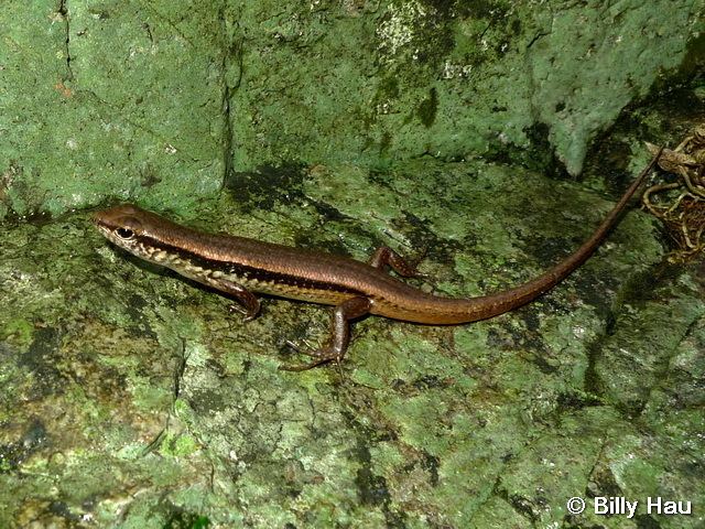 Sphenomorphus Reptile of Hong Kong