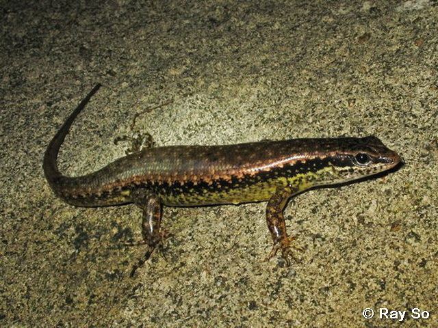 Sphenomorphus Reptile of Hong Kong