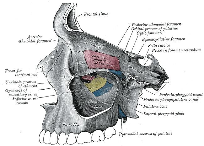 Sphenopalatine foramen
