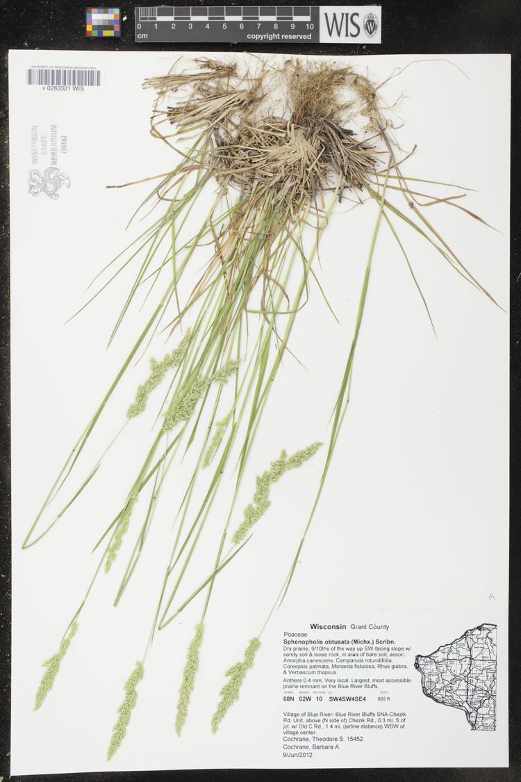 Sphenopholis obtusata Online Virtual Flora of Wisconsin Sphenopholis obtusata
