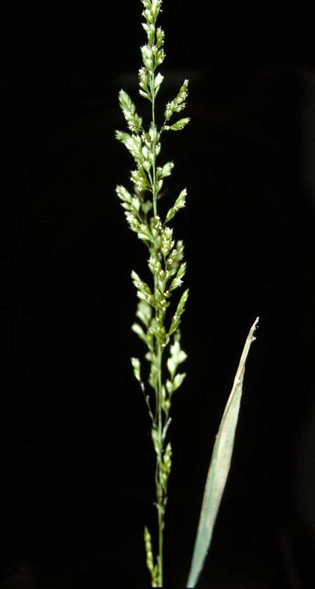 Sphenopholis obtusata Sphenopholis obtusata Poaceae image 13404 at PhytoImagessiuedu