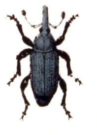Sphenophorus abbreviatus httpsuploadwikimediaorgwikipediacommons22