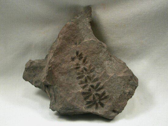 Sphenophyllales Eocene Fossil Leaf