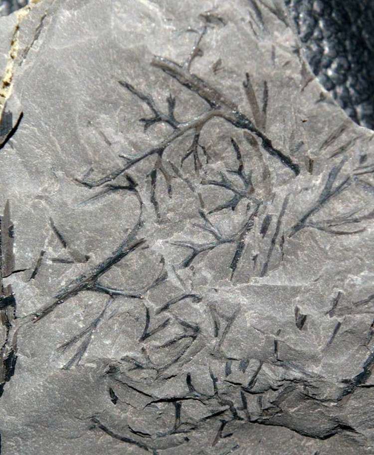 Sphenopteris Fossile plante Carbonifere Westphalien Sphenopteris adiantoides