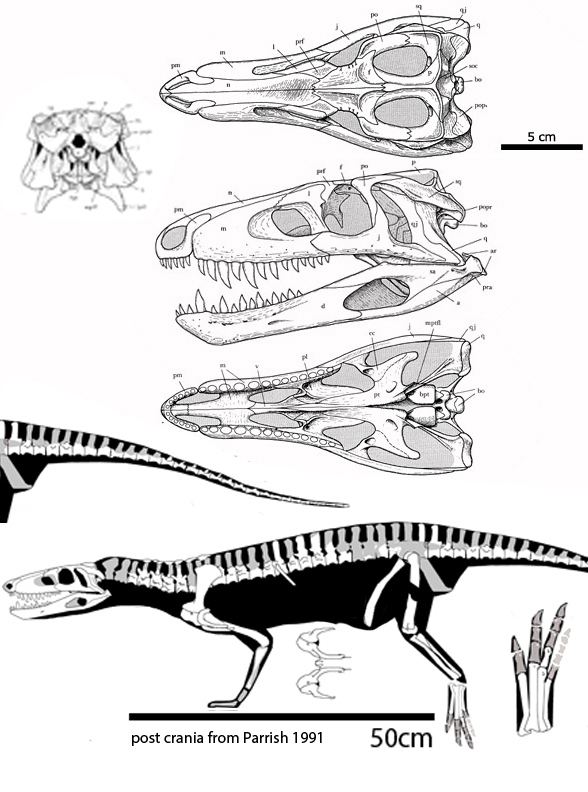 Sphenosuchus wwwreptileevolutioncomimagesarchosauromorphad