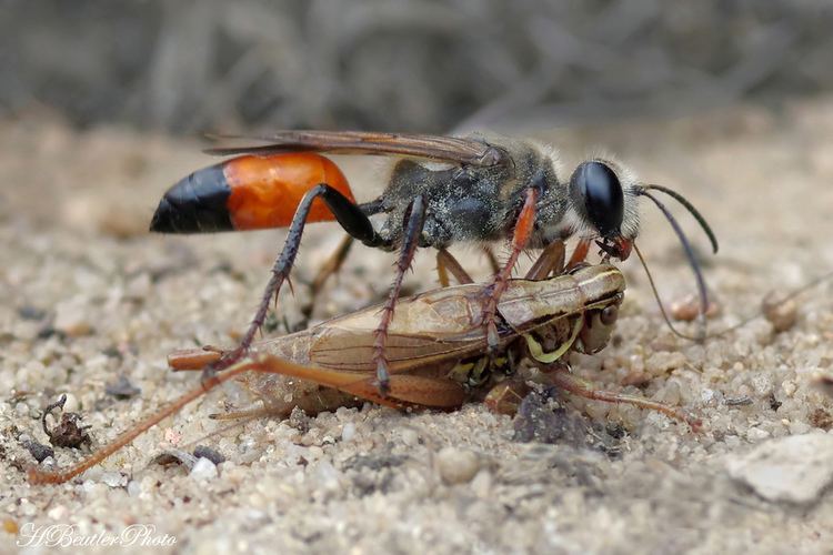 Sphex Sphex funerarius with prey female of the sand wasp Sphex f Flickr