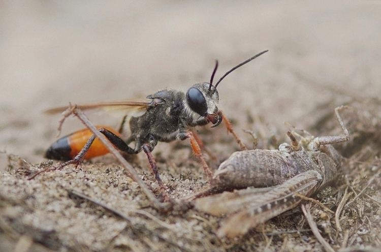 Sphex funerarius Sphex funerarius female of this sand wasp with a hostcric Flickr