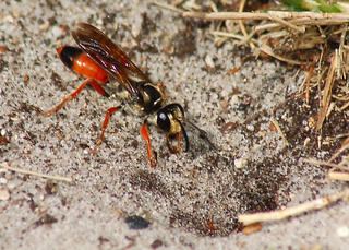 Sphex ichneumoneus Sphex Digger Wasps Discover Life