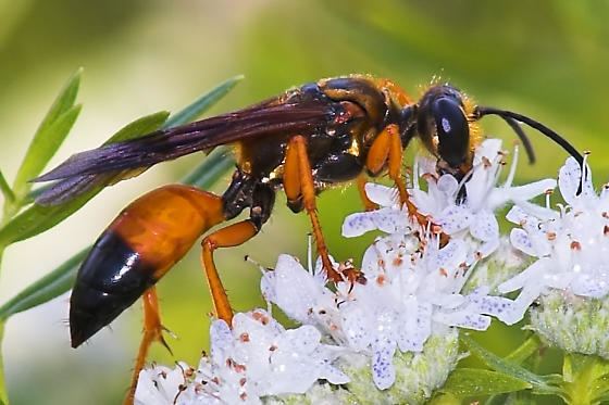 Sphex ichneumoneus Great Golden Digger Wasp Ferson Creek Fen Park Sphex ichneumoneus