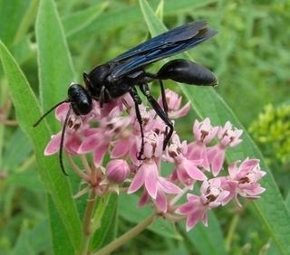 Sphex pensylvanicus Sphex pensylvanicus Linnaeus 1763 Discover Life