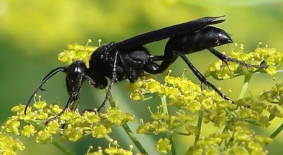 Sphex pensylvanicus large black wasp Sphex pensylvanicus BugGuideNet