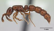 Sphinctomyrmex stali httpsuploadwikimediaorgwikipediacommonsthu