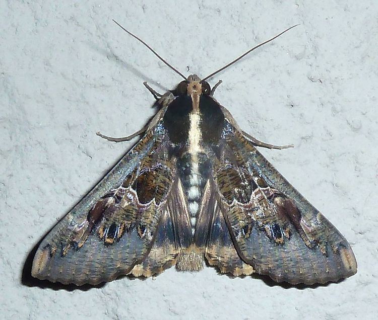 Sphingomorpha chlorea